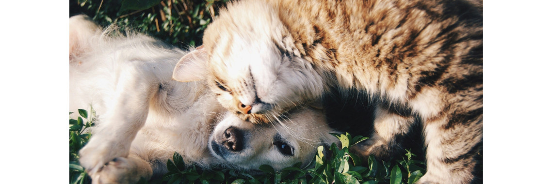 cat & dog